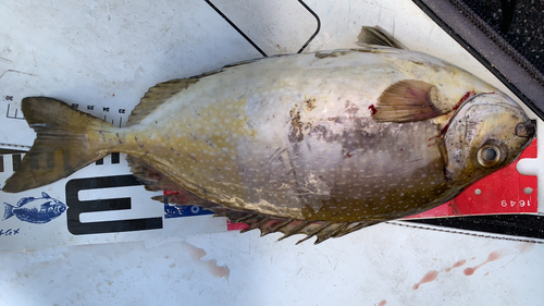 アイゴの釣果