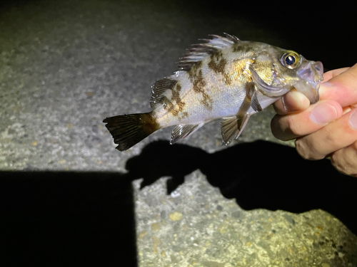 シロメバルの釣果