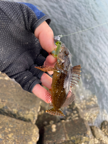 アナハゼの釣果