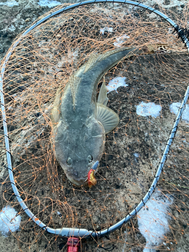 マゴチの釣果