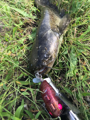 マナマズの釣果