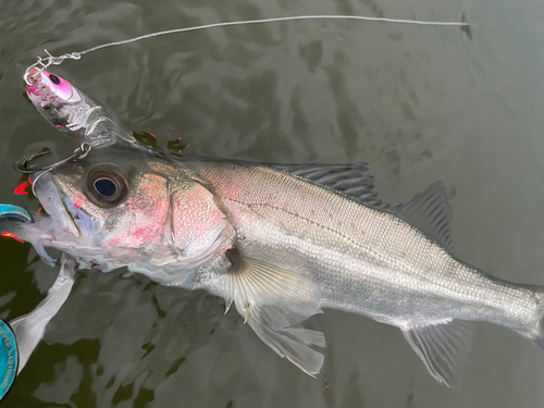 シーバスの釣果