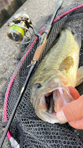 ブラックバスの釣果