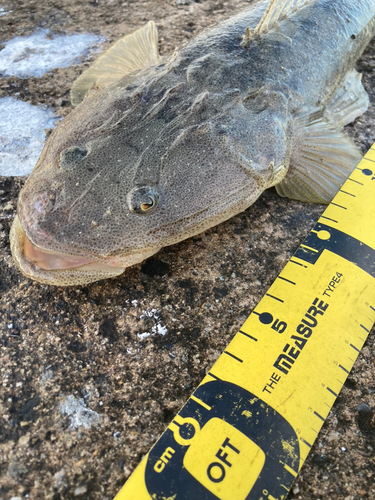 マゴチの釣果