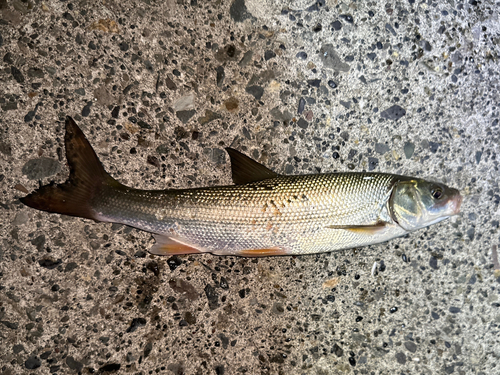 ウグイの釣果