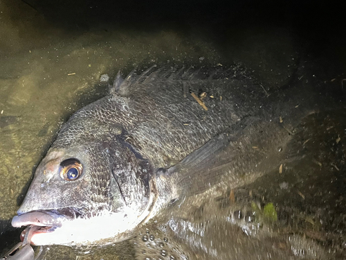 チヌの釣果