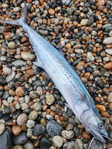 サゴシの釣果