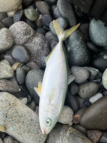 ワカシの釣果