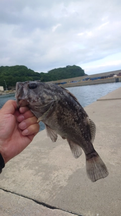 ソイの釣果