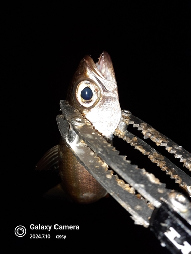 ムツの釣果