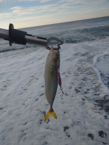 ワカシの釣果