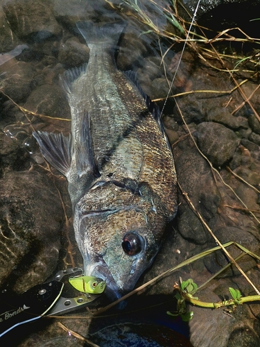 チヌの釣果