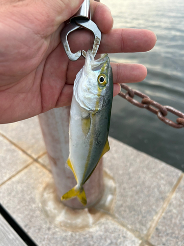 ワカシの釣果