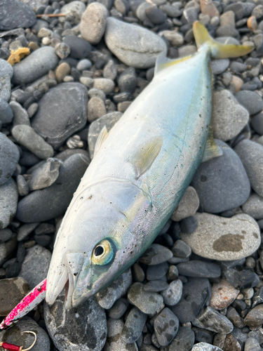 ワカナゴの釣果