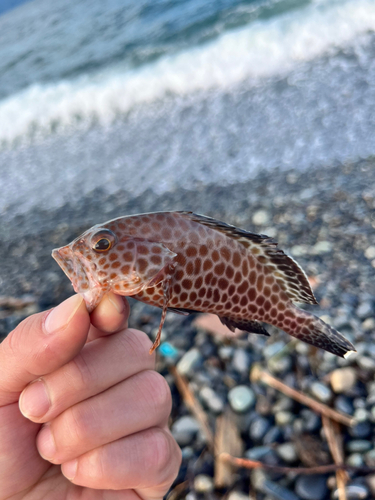 オオモンハタの釣果