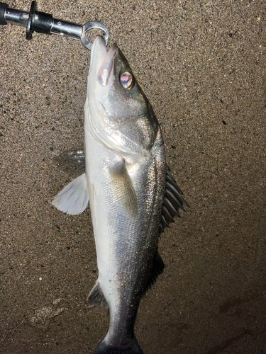 スズキの釣果