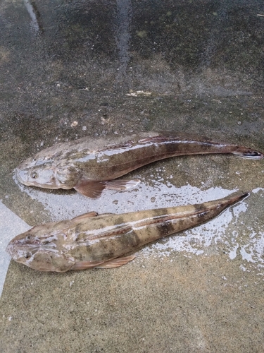 マゴチの釣果