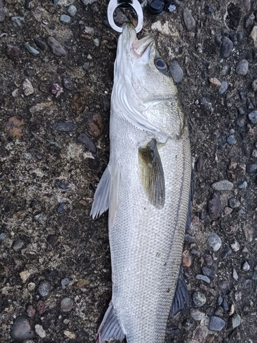 スズキの釣果