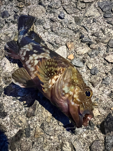 ガシラの釣果