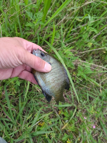 ブルーギルの釣果