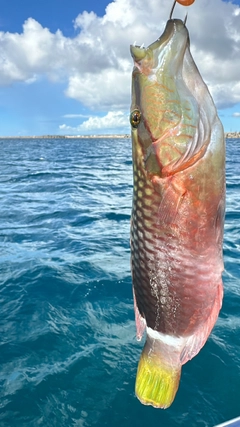 ミツバモチノウオの釣果