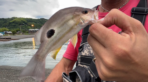 クロホシフエダイの釣果