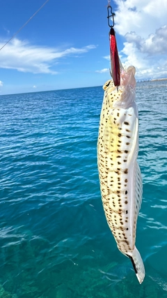 オグロトラギスの釣果