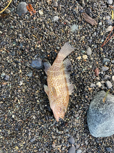 オオモンハタの釣果