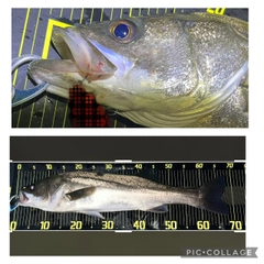 シーバスの釣果