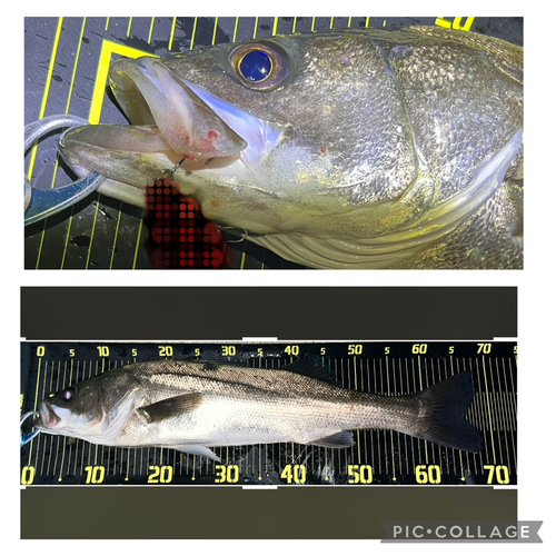 シーバスの釣果