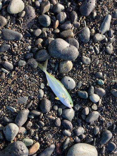 ワカシの釣果