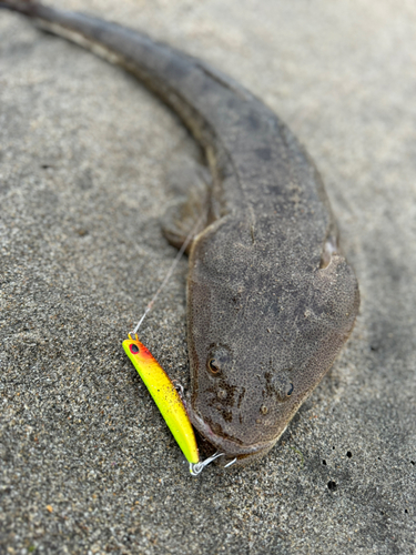 マゴチの釣果