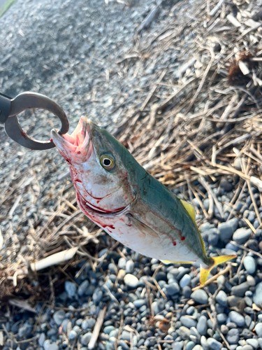 ワカシの釣果