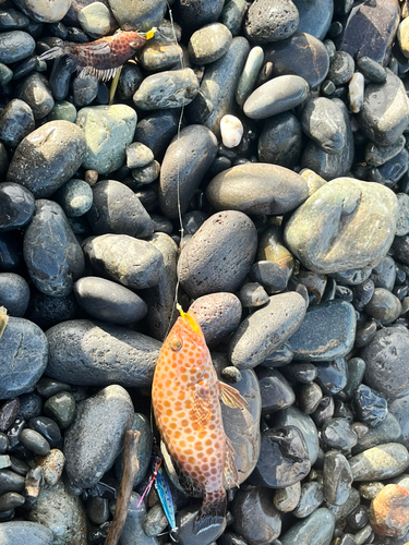 オオモンハタの釣果