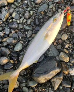 ワカシの釣果