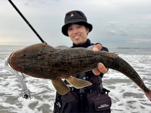 マゴチの釣果