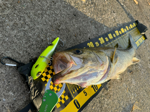 シーバスの釣果