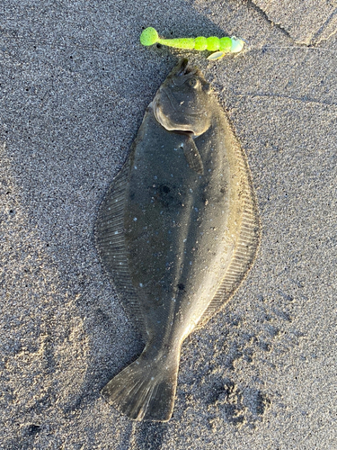 ソゲの釣果