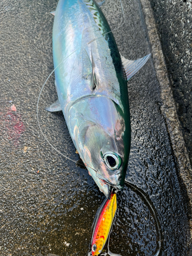 ソウダガツオの釣果