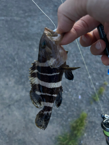 アオハタの釣果