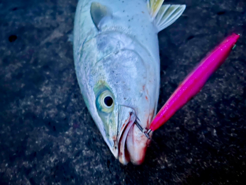 イナダの釣果