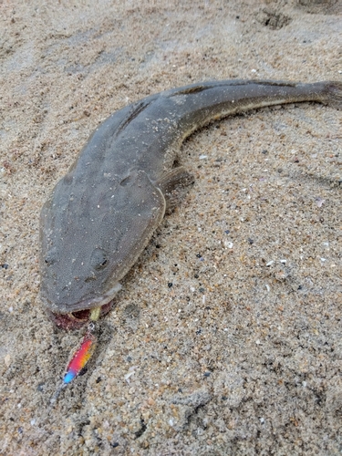 マゴチの釣果