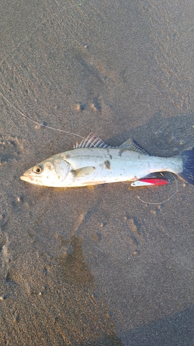 滝浜エメラルドビーチ