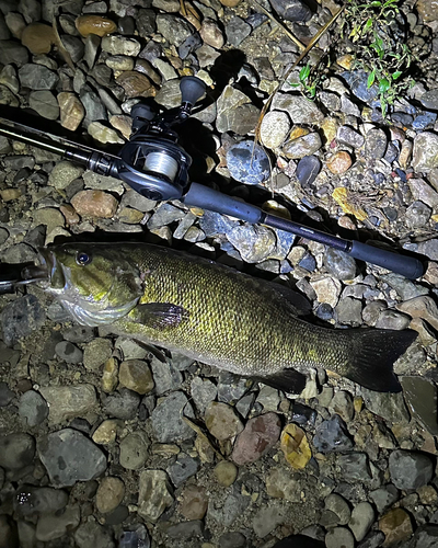 スモールマウスバスの釣果