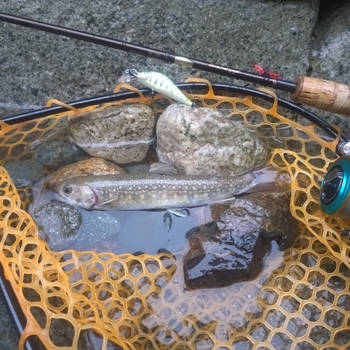 イワナの釣果