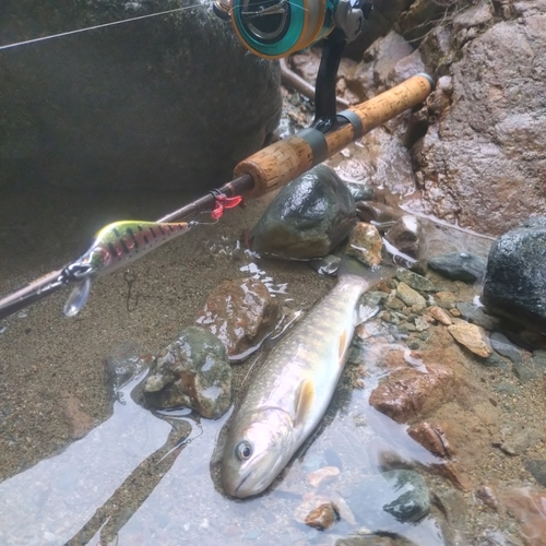 イワナの釣果