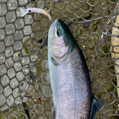 ニジマスの釣果