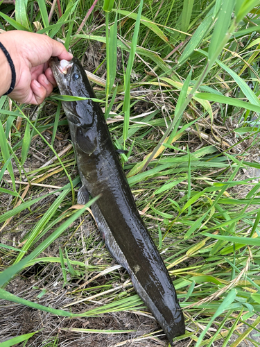 ナマズの釣果