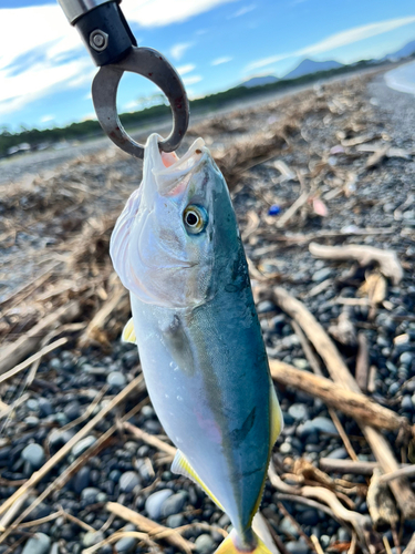 ワカシの釣果