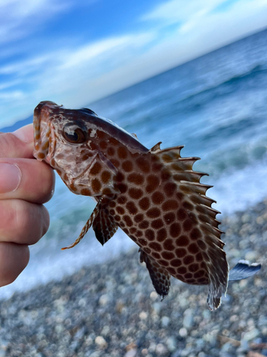 オオモンハタの釣果